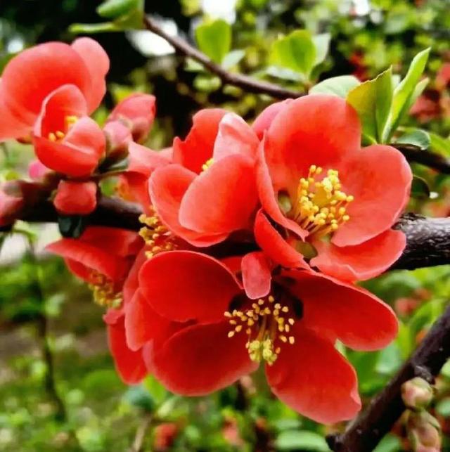 木棉花翡翠价格表,木棉花翡翠手镯-第16张图片-翡翠网 木棉花翡翠价格表,木棉花翡翠手镯-第16张图片-翡翠网