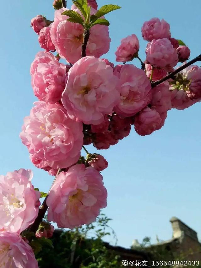 木棉花翡翠价格表,木棉花翡翠手镯-第17张图片-翡翠网 木棉花翡翠价格表,木棉花翡翠手镯-第17张图片-翡翠网