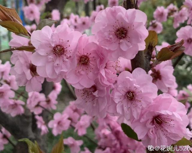 木棉花翡翠价格表,木棉花翡翠手镯-第19张图片-翡翠网 木棉花翡翠价格表,木棉花翡翠手镯-第19张图片-翡翠网