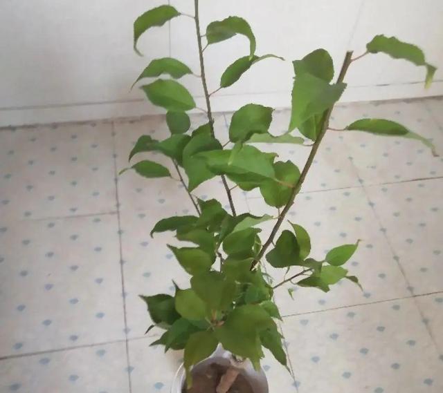 木棉花翡翠价格表,木棉花翡翠手镯-第20张图片-翡翠网 木棉花翡翠价格表,木棉花翡翠手镯-第20张图片-翡翠网