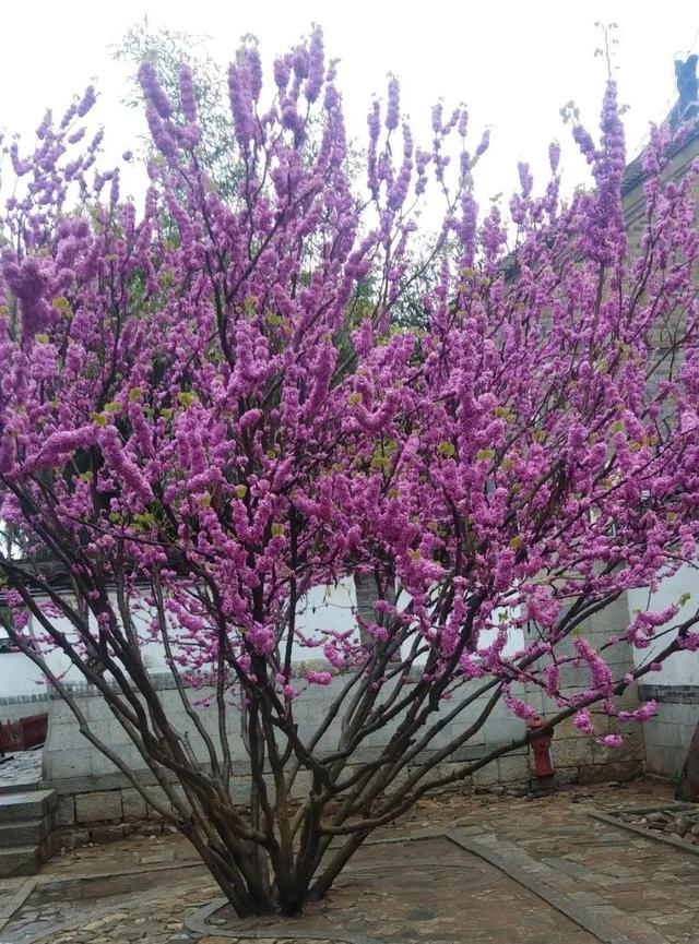 木棉花翡翠价格表,木棉花翡翠手镯-第21张图片-翡翠网 木棉花翡翠价格表,木棉花翡翠手镯-第21张图片-翡翠网