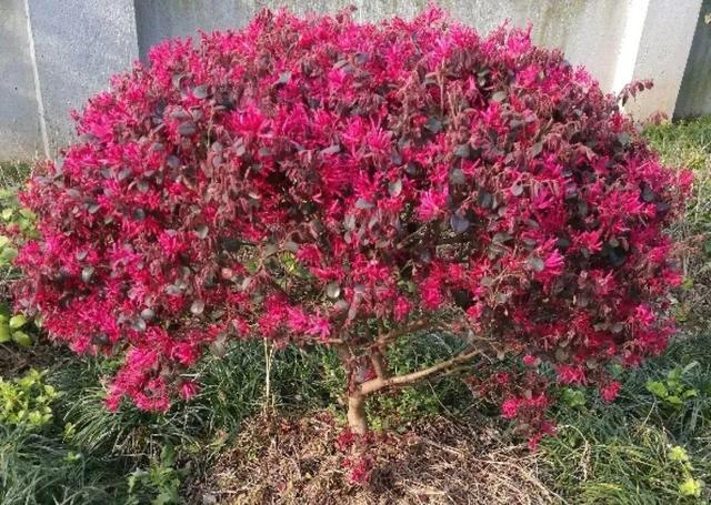 木棉花翡翠价格表,木棉花翡翠手镯-第22张图片-翡翠网 木棉花翡翠价格表,木棉花翡翠手镯-第22张图片-翡翠网