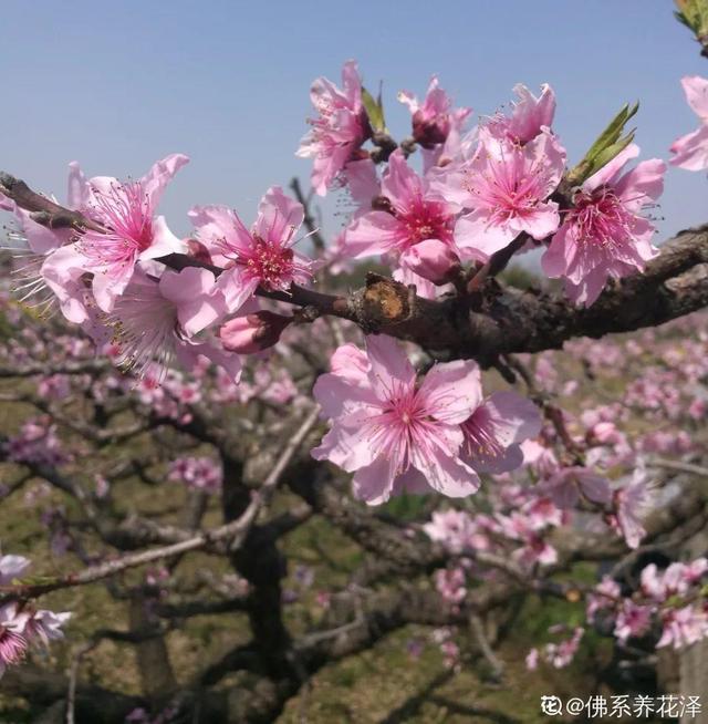 木棉花翡翠价格表,木棉花翡翠手镯-第24张图片-翡翠网 木棉花翡翠价格表,木棉花翡翠手镯-第24张图片-翡翠网