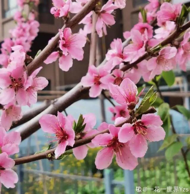 木棉花翡翠价格表,木棉花翡翠手镯-第25张图片-翡翠网 木棉花翡翠价格表,木棉花翡翠手镯-第25张图片-翡翠网