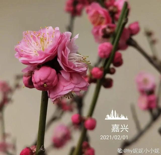 木棉花翡翠价格表,木棉花翡翠手镯-第27张图片-翡翠网 木棉花翡翠价格表,木棉花翡翠手镯-第27张图片-翡翠网