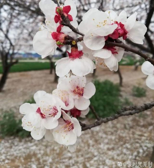 木棉花翡翠价格表,木棉花翡翠手镯-第28张图片-翡翠网 木棉花翡翠价格表,木棉花翡翠手镯-第28张图片-翡翠网