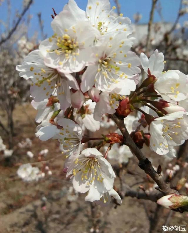 木棉花翡翠价格表,木棉花翡翠手镯-第29张图片-翡翠网 木棉花翡翠价格表,木棉花翡翠手镯-第29张图片-翡翠网