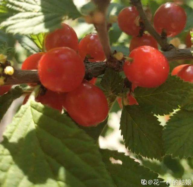 木棉花翡翠价格表,木棉花翡翠手镯-第30张图片-翡翠网 木棉花翡翠价格表,木棉花翡翠手镯-第30张图片-翡翠网