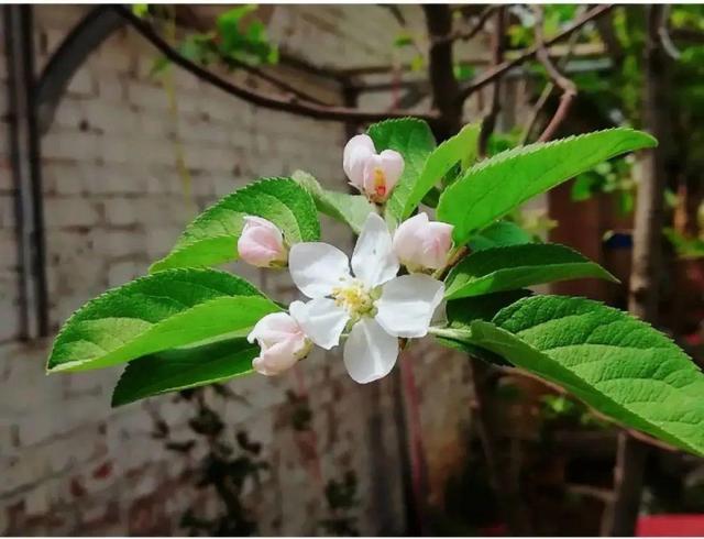 木棉花翡翠价格表,木棉花翡翠手镯-第31张图片-翡翠网 木棉花翡翠价格表,木棉花翡翠手镯-第31张图片-翡翠网