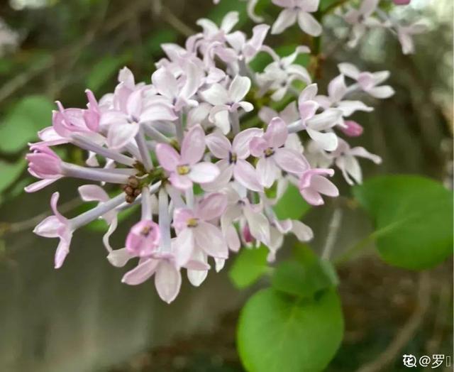 木棉花翡翠价格表,木棉花翡翠手镯-第33张图片-翡翠网 木棉花翡翠价格表,木棉花翡翠手镯-第33张图片-翡翠网