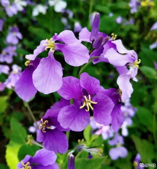 木棉花翡翠价格表,木棉花翡翠手镯-第34张图片-翡翠网 木棉花翡翠价格表,木棉花翡翠手镯-第34张图片-翡翠网