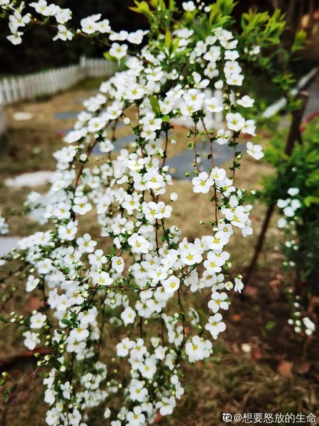 木棉花翡翠价格表,木棉花翡翠手镯-第35张图片-翡翠网 木棉花翡翠价格表,木棉花翡翠手镯-第35张图片-翡翠网