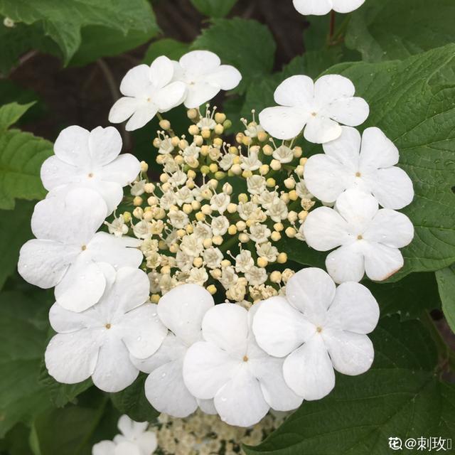 木棉花翡翠价格表,木棉花翡翠手镯-第36张图片-翡翠网 木棉花翡翠价格表,木棉花翡翠手镯-第36张图片-翡翠网