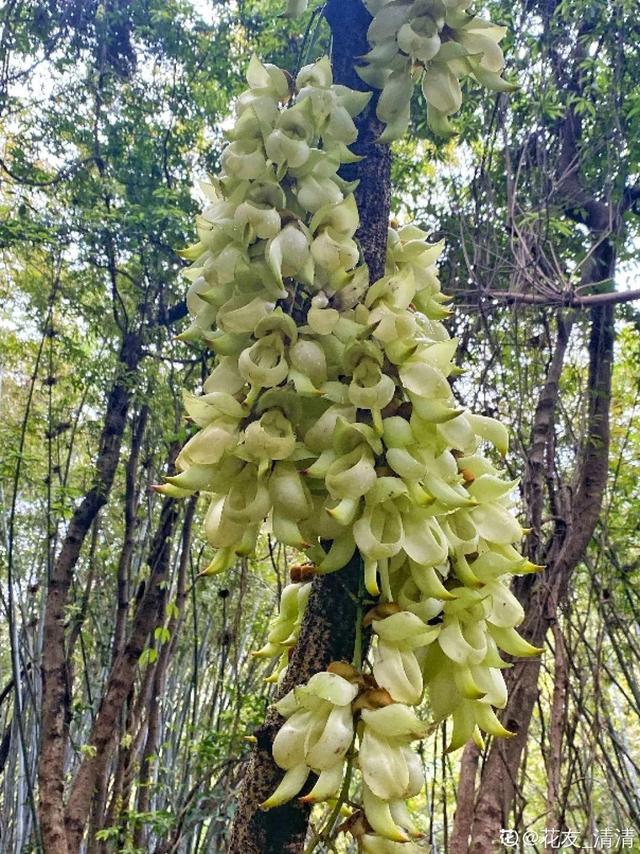 木棉花翡翠价格表,木棉花翡翠手镯-第37张图片-翡翠网 木棉花翡翠价格表,木棉花翡翠手镯-第37张图片-翡翠网