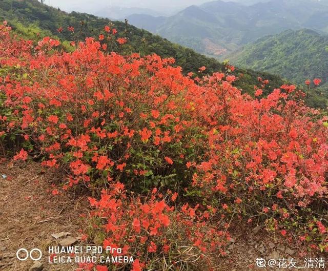 木棉花翡翠价格表,木棉花翡翠手镯-第38张图片-翡翠网 木棉花翡翠价格表,木棉花翡翠手镯-第38张图片-翡翠网