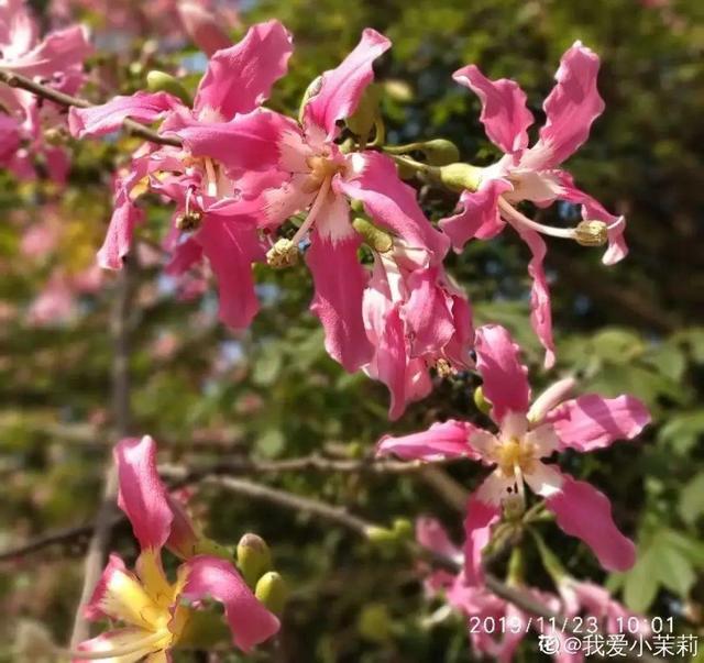 木棉花翡翠价格表,木棉花翡翠手镯-第40张图片-翡翠网 木棉花翡翠价格表,木棉花翡翠手镯-第40张图片-翡翠网