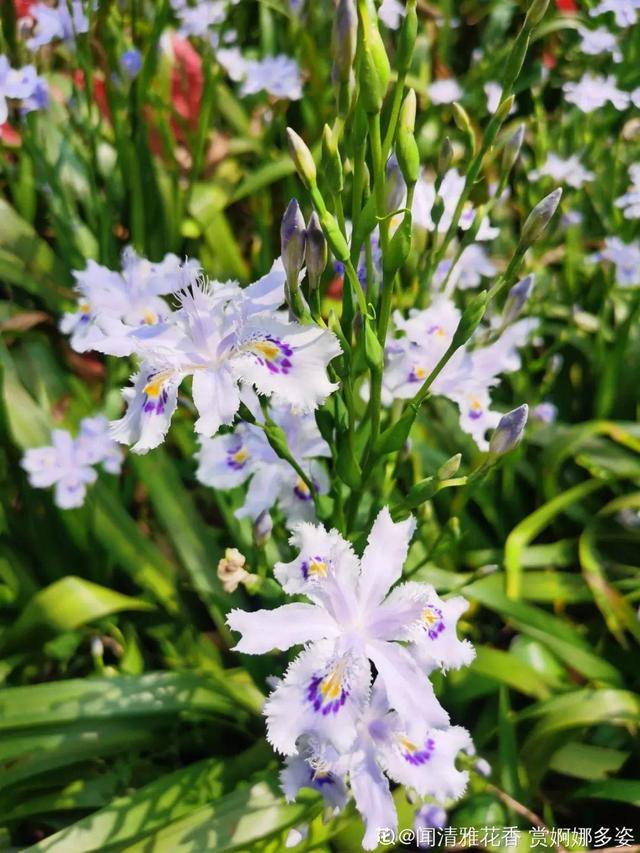 木棉花翡翠价格表,木棉花翡翠手镯-第41张图片-翡翠网 木棉花翡翠价格表,木棉花翡翠手镯-第41张图片-翡翠网