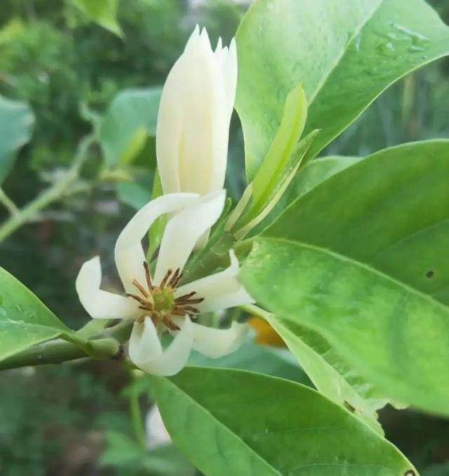 木棉花翡翠价格表,木棉花翡翠手镯-第43张图片-翡翠网 木棉花翡翠价格表,木棉花翡翠手镯-第43张图片-翡翠网