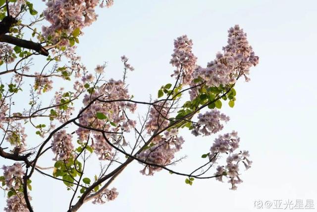 木棉花翡翠价格表,木棉花翡翠手镯-第44张图片-翡翠网 木棉花翡翠价格表,木棉花翡翠手镯-第44张图片-翡翠网