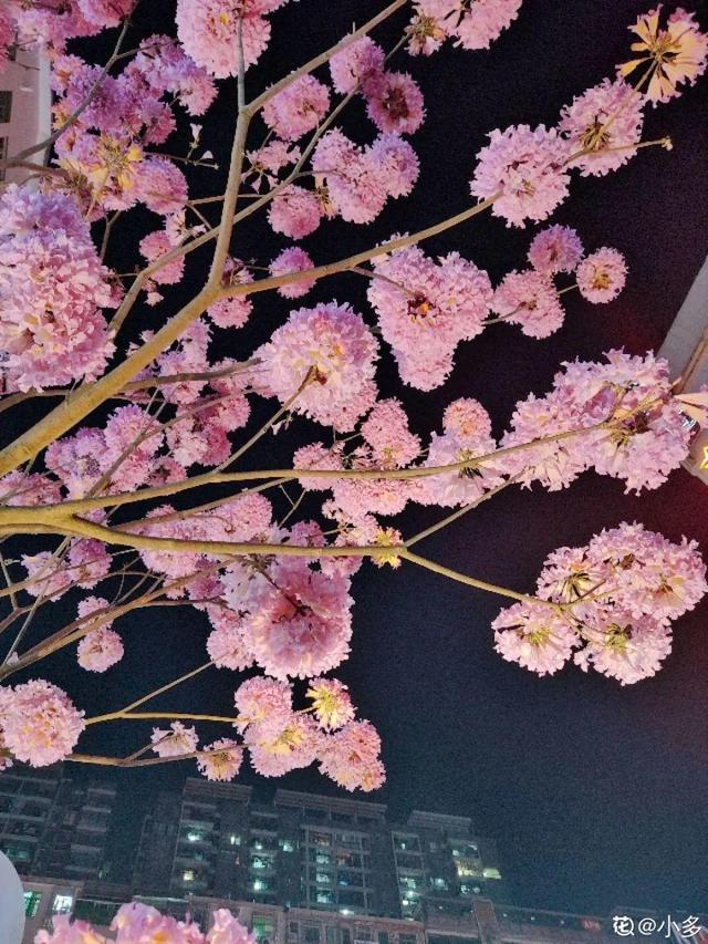 木棉花翡翠价格表,木棉花翡翠手镯-第45张图片-翡翠网 木棉花翡翠价格表,木棉花翡翠手镯-第45张图片-翡翠网