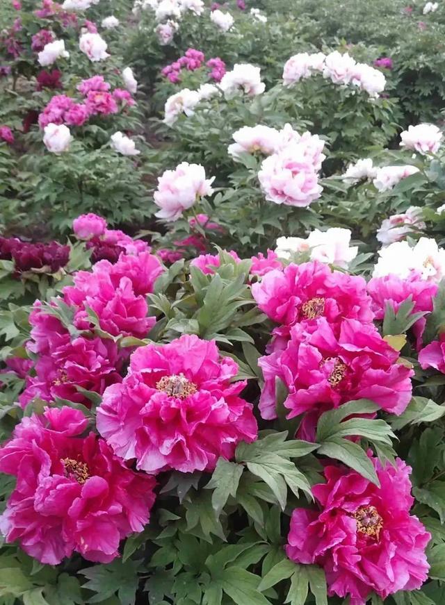 木棉花翡翠价格表,木棉花翡翠手镯-第46张图片-翡翠网 木棉花翡翠价格表,木棉花翡翠手镯-第46张图片-翡翠网