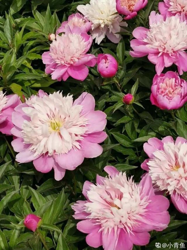 木棉花翡翠价格表,木棉花翡翠手镯-第47张图片-翡翠网 木棉花翡翠价格表,木棉花翡翠手镯-第47张图片-翡翠网