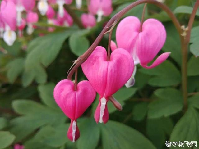 木棉花翡翠价格表,木棉花翡翠手镯-第48张图片-翡翠网 木棉花翡翠价格表,木棉花翡翠手镯-第48张图片-翡翠网