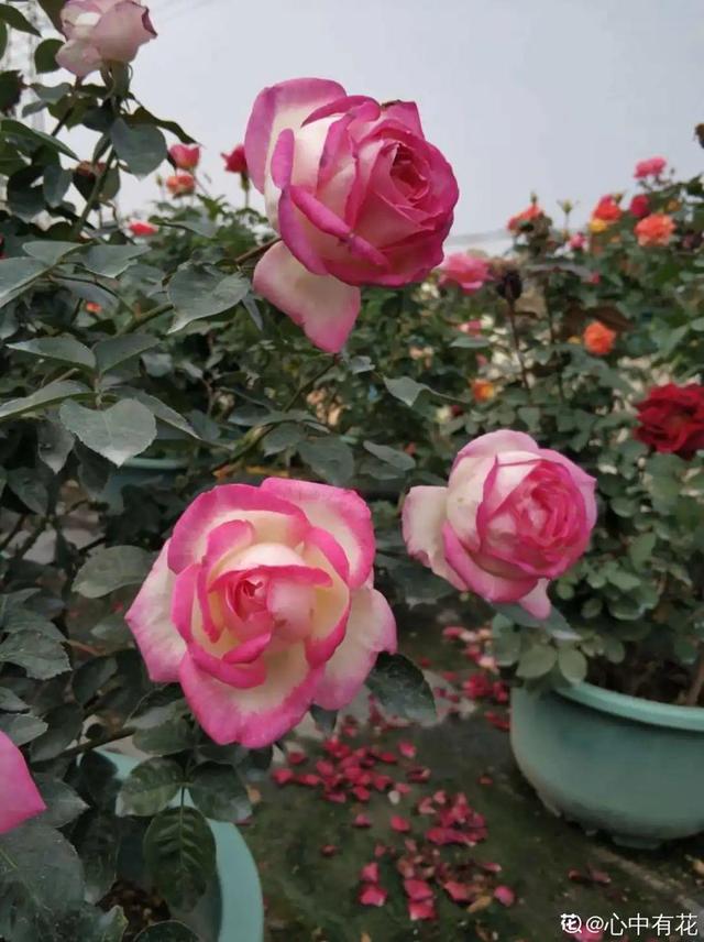 木棉花翡翠价格表,木棉花翡翠手镯-第49张图片-翡翠网 木棉花翡翠价格表,木棉花翡翠手镯-第49张图片-翡翠网