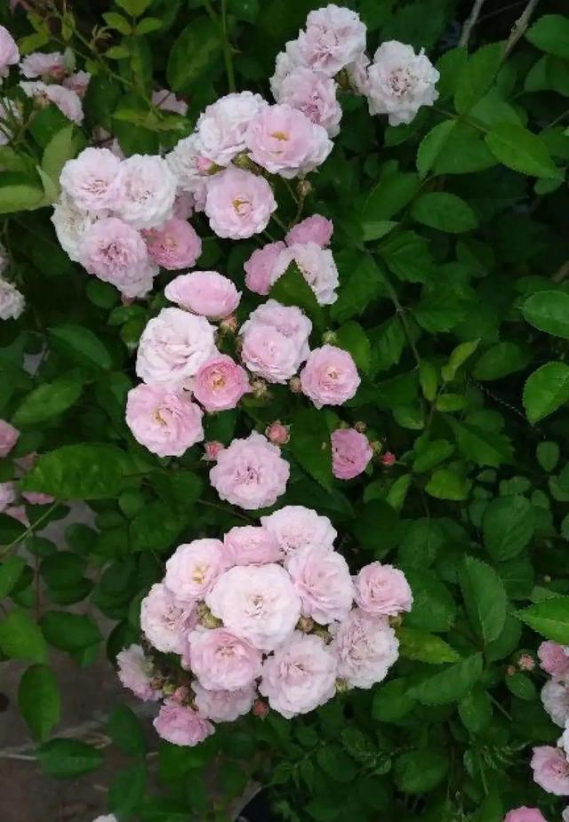 木棉花翡翠价格表,木棉花翡翠手镯-第50张图片-翡翠网 木棉花翡翠价格表,木棉花翡翠手镯-第50张图片-翡翠网