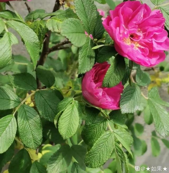 木棉花翡翠价格表,木棉花翡翠手镯-第51张图片-翡翠网 木棉花翡翠价格表,木棉花翡翠手镯-第51张图片-翡翠网