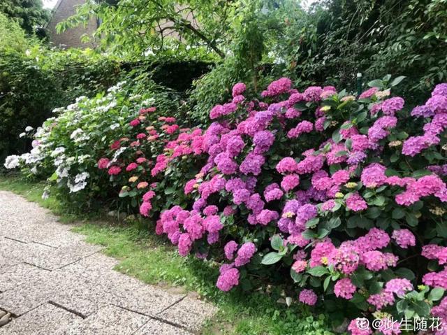 木棉花翡翠价格表,木棉花翡翠手镯-第52张图片-翡翠网 木棉花翡翠价格表,木棉花翡翠手镯-第52张图片-翡翠网