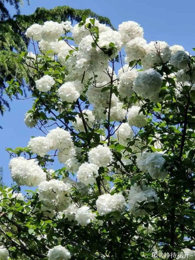 木棉花翡翠价格表,木棉花翡翠手镯-第53张图片-翡翠网 木棉花翡翠价格表,木棉花翡翠手镯-第53张图片-翡翠网