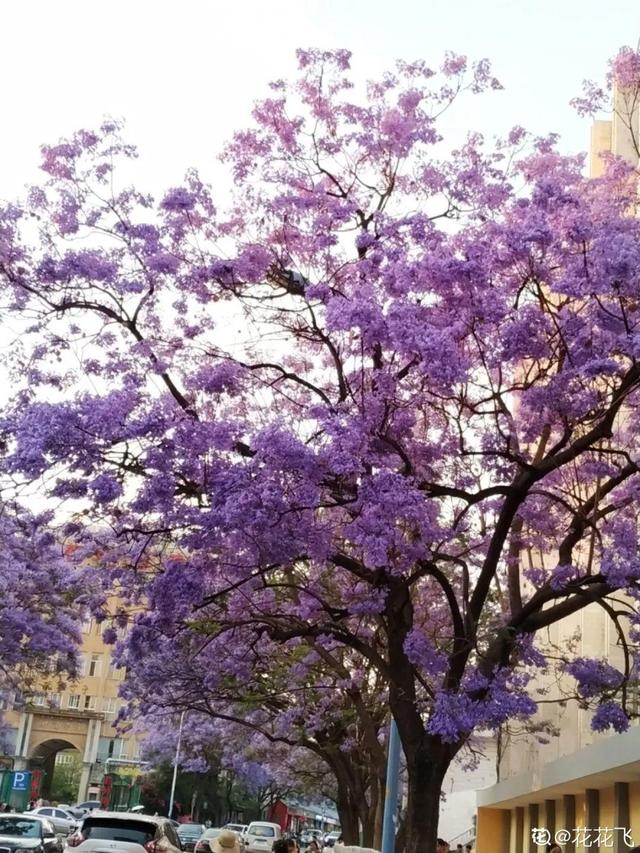 木棉花翡翠价格表,木棉花翡翠手镯-第55张图片-翡翠网 木棉花翡翠价格表,木棉花翡翠手镯-第55张图片-翡翠网