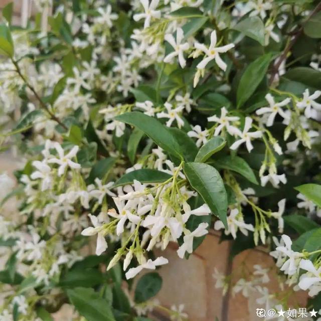 木棉花翡翠价格表,木棉花翡翠手镯-第56张图片-翡翠网 木棉花翡翠价格表,木棉花翡翠手镯-第56张图片-翡翠网