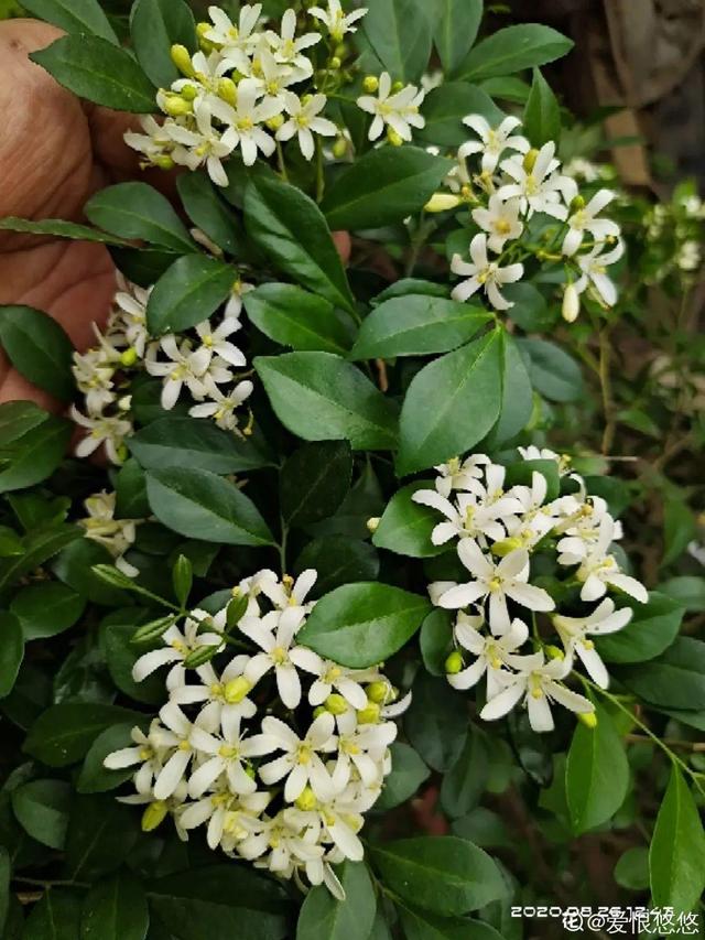 木棉花翡翠价格表,木棉花翡翠手镯-第57张图片-翡翠网 木棉花翡翠价格表,木棉花翡翠手镯-第57张图片-翡翠网