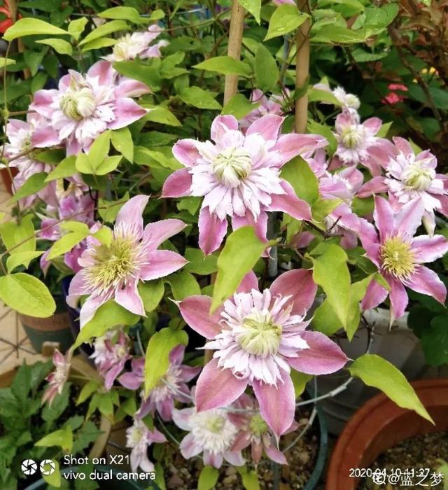 木棉花翡翠价格表,木棉花翡翠手镯-第58张图片-翡翠网 木棉花翡翠价格表,木棉花翡翠手镯-第58张图片-翡翠网