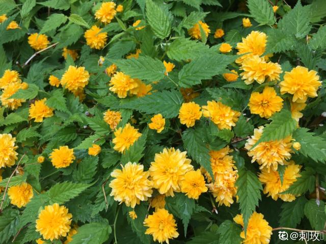 木棉花翡翠价格表,木棉花翡翠手镯-第60张图片-翡翠网 木棉花翡翠价格表,木棉花翡翠手镯-第60张图片-翡翠网