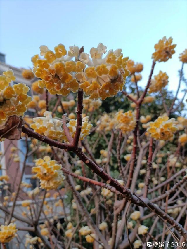 木棉花翡翠价格表,木棉花翡翠手镯-第61张图片-翡翠网 木棉花翡翠价格表,木棉花翡翠手镯-第61张图片-翡翠网
