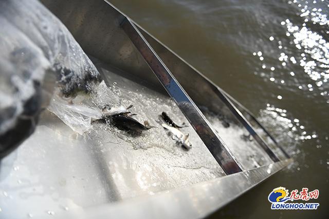 金陵小强翡翠知识的简单介绍-第8张图片-翡翠网 金陵小强翡翠知识的简单介绍-第8张图片-翡翠网