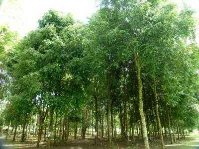 缅甸翡翠产区,缅甸翡翠论斤价格-第1张图片-翡翠网 缅甸翡翠产区,缅甸翡翠论斤价格-第1张图片-翡翠网