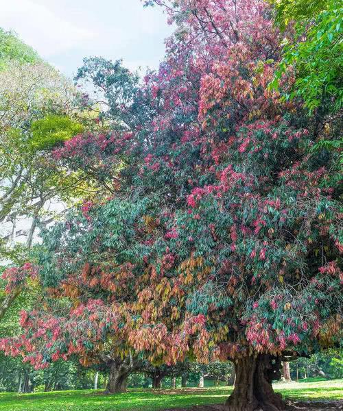 缅甸翡翠产区,缅甸翡翠论斤价格-第2张图片-翡翠网 缅甸翡翠产区,缅甸翡翠论斤价格-第2张图片-翡翠网