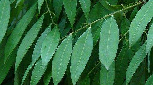 缅甸翡翠产区,缅甸翡翠论斤价格-第3张图片-翡翠网 缅甸翡翠产区,缅甸翡翠论斤价格-第3张图片-翡翠网