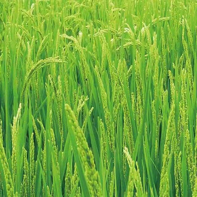 冰种翡翠现在什么价位深绿翡翠价格-第8张图片-翡翠网 冰种翡翠现在什么价位深绿翡翠价格-第8张图片-翡翠网