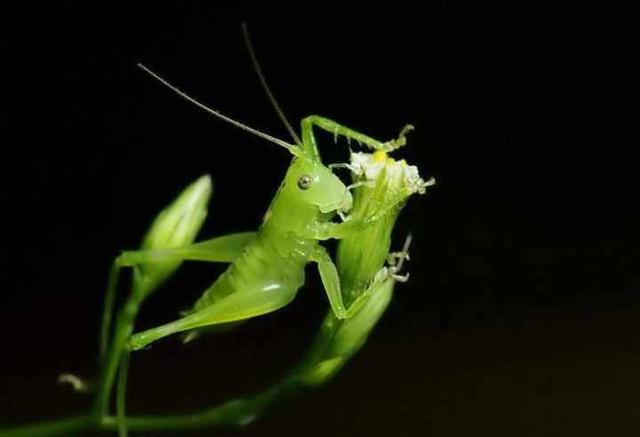 翡翠基础知识汇总科普小白小白买翡翠需要注意-第17张图片-翡翠网 翡翠基础知识汇总科普小白小白买翡翠需要注意-第17张图片-翡翠网