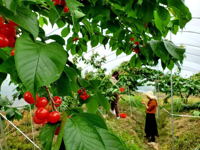 乐山旅游翡翠价格峨眉山导游让买玉-第1张图片-翡翠网 乐山旅游翡翠价格峨眉山导游让买玉-第1张图片-翡翠网