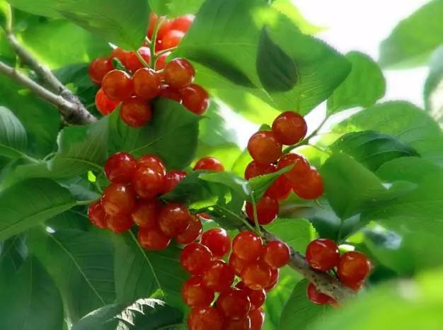 乐山旅游翡翠价格峨眉山导游让买玉-第2张图片-翡翠网 乐山旅游翡翠价格峨眉山导游让买玉-第2张图片-翡翠网