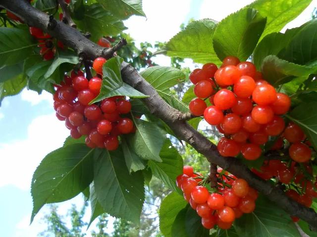 乐山旅游翡翠价格峨眉山导游让买玉-第4张图片-翡翠网 乐山旅游翡翠价格峨眉山导游让买玉-第4张图片-翡翠网