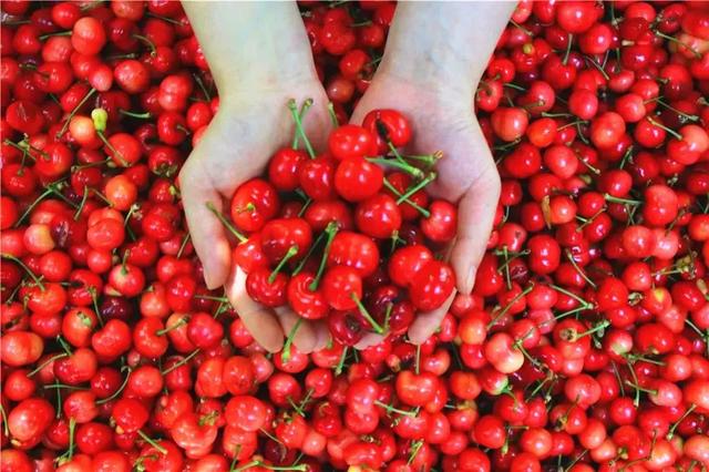 乐山旅游翡翠价格峨眉山导游让买玉-第5张图片-翡翠网 乐山旅游翡翠价格峨眉山导游让买玉-第5张图片-翡翠网