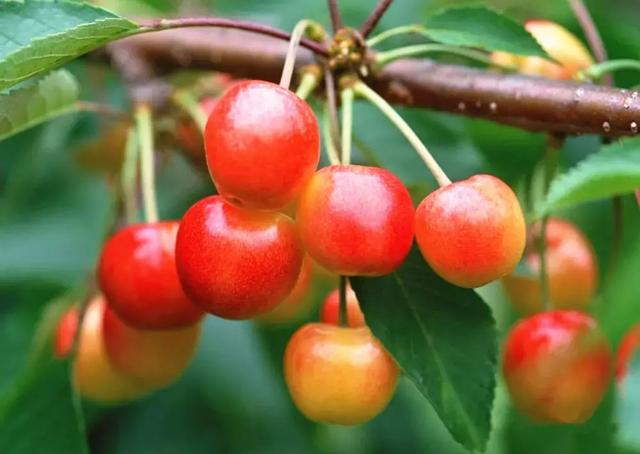 乐山旅游翡翠价格峨眉山导游让买玉-第6张图片-翡翠网 乐山旅游翡翠价格峨眉山导游让买玉-第6张图片-翡翠网