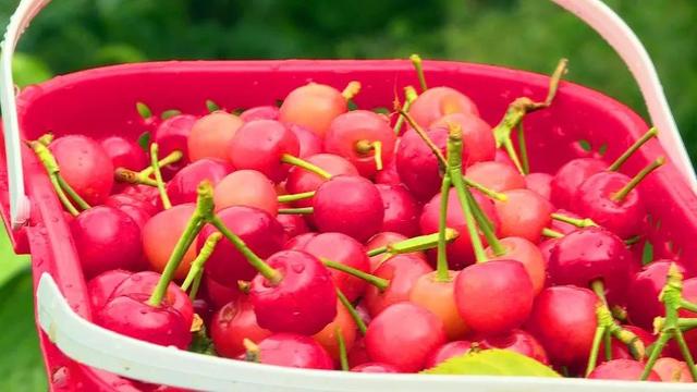 乐山旅游翡翠价格峨眉山导游让买玉-第7张图片-翡翠网 乐山旅游翡翠价格峨眉山导游让买玉-第7张图片-翡翠网